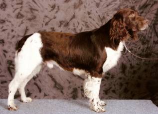 Malý münsterlandský stavač