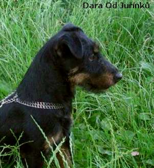 Nemecký lovecký teriér