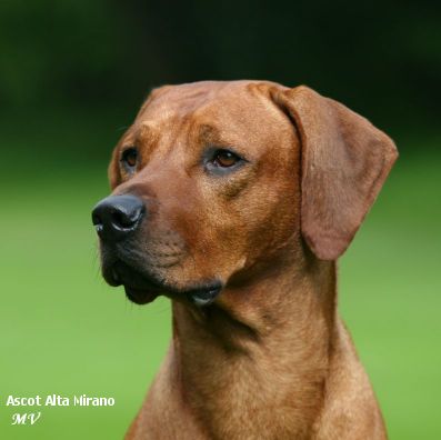 Rhodézsky ridgeback