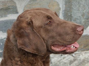 Chesapeake bay retriever