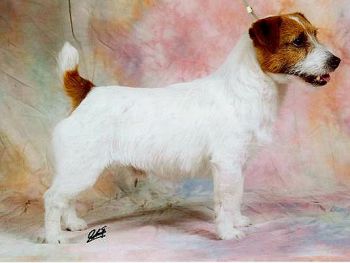 Jack Russel teriér