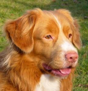 Nova Scotia duck tolling retriever