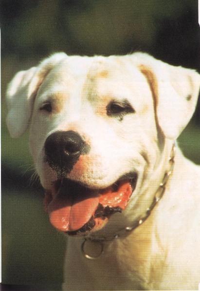 Argentínska doga
