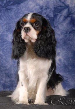 Cavalier King Charles španiel