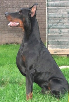 doberman