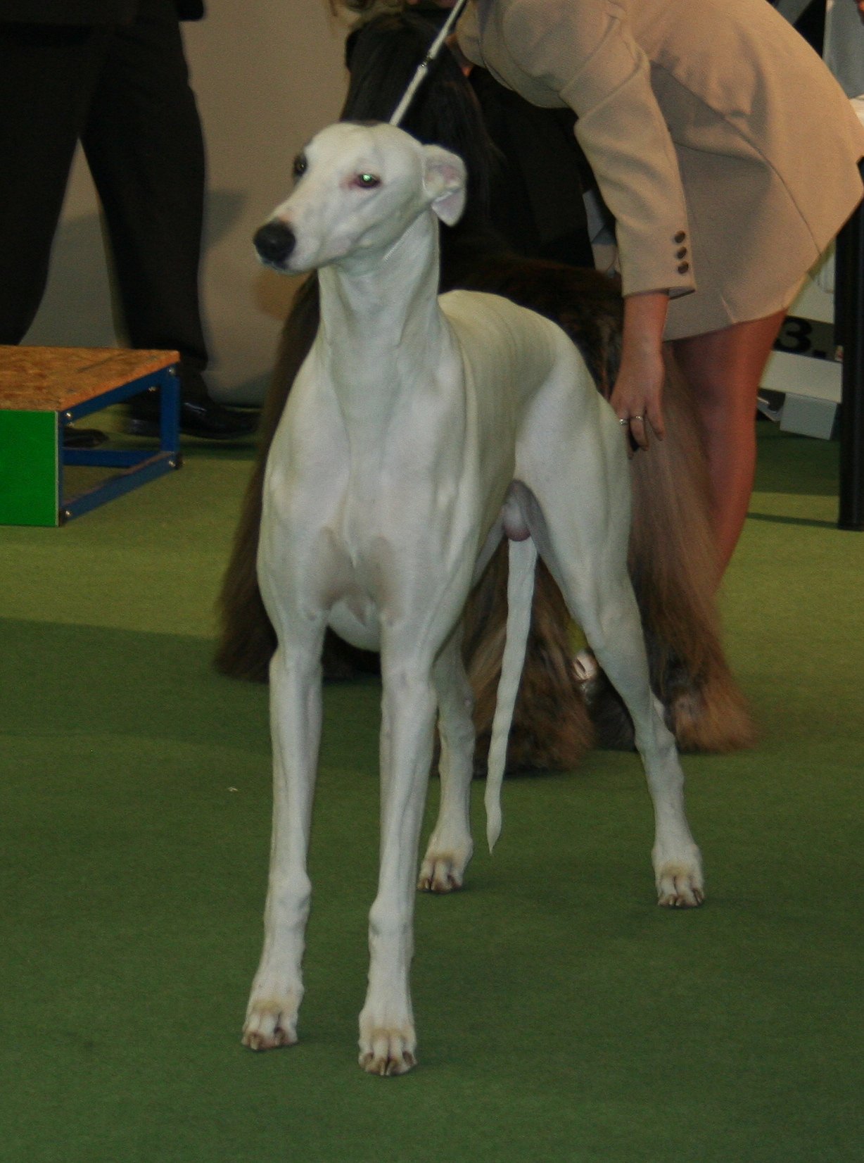 greyhound