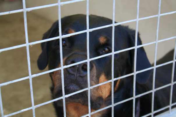 Psie bitúnok v Chebe prerastajú v medzinárodnej hanbu