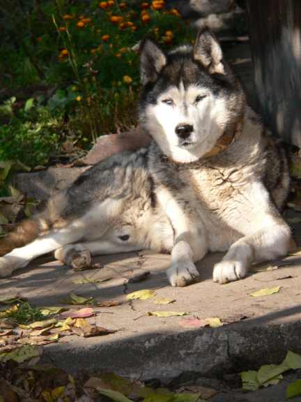 Sibírsky husky
