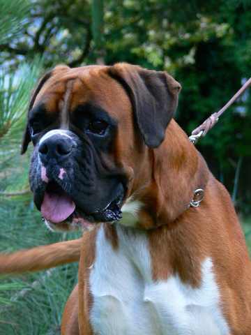 nemecký boxer