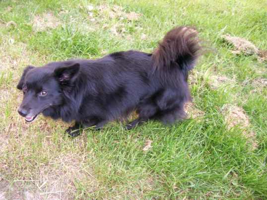 Zo zápisníku starého veterinára: Človek pán tvorstva