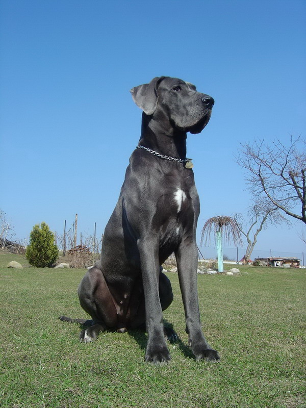 Nemecká doga