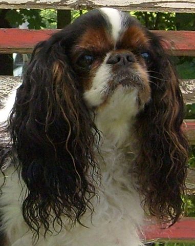 King Charles španiel