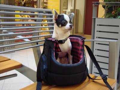 Kde sa s psíkmi počíta