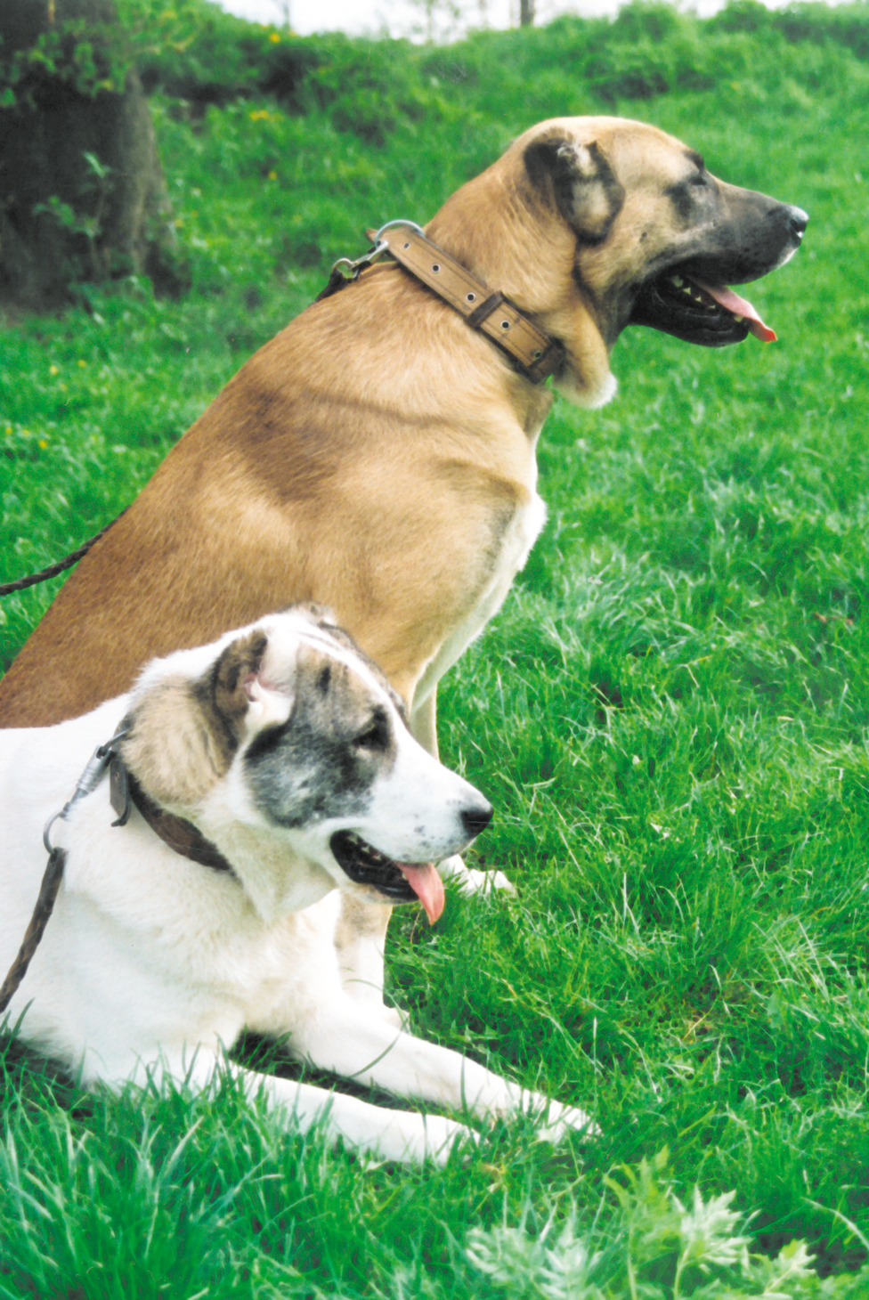 Akú farbu má láska?