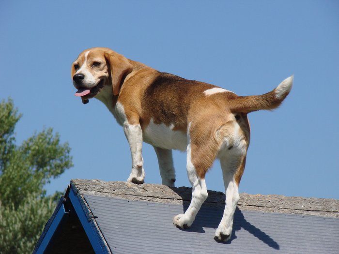agility