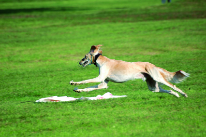 coursing