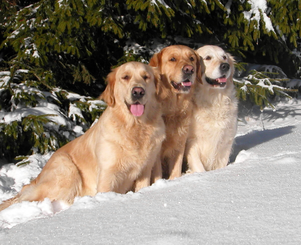 Zlatý retriever