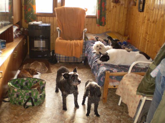 Psie útulok v pražských Modřanoch