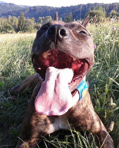 Dokument o "bojových plemenách"