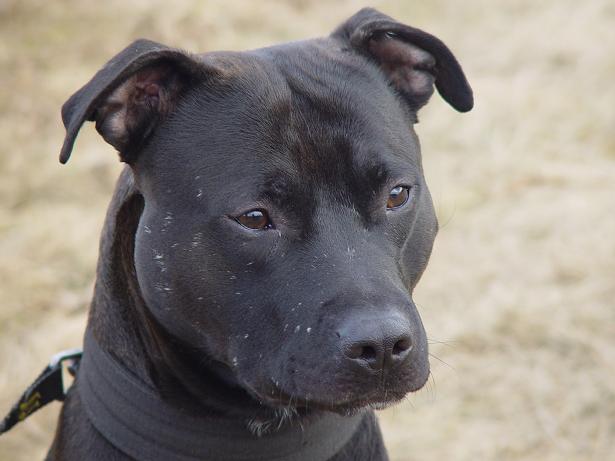 AMERICKÝ PITBULL teriér