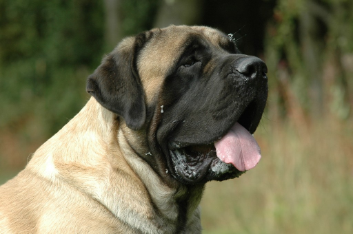 anglický mastif