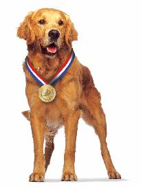 Zvoľte zvieracieho hrdinu, ktorý vás chytí za srdce