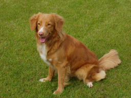 Vezmite svojho psa do kina