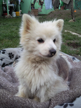 Modřanský útulok navštívil knieža Lobkowitz