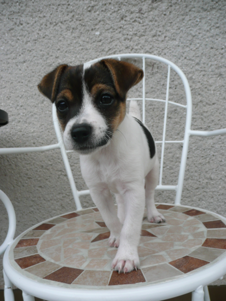 Psa za vysvedčenie - áno alebo nie?