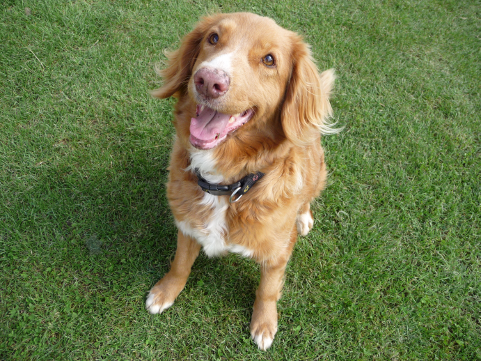 Zodpovedný vzťah k zvieratám