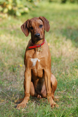 Rhodézsky ridgeback