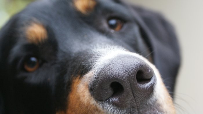 Poistenie psa na dovolenke