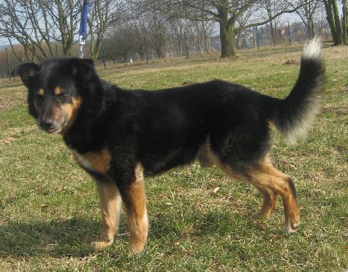 Voříškiáda - jojo-a-memoriál