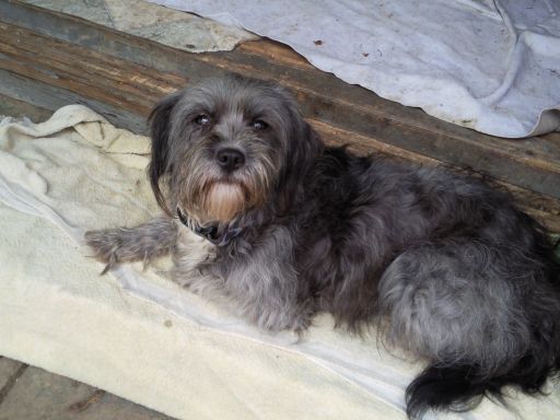 Sen zvierat sa splnil desiatkam psov a mačiek