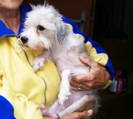 Keď láska k zvieratám prerastie v šialenstvo