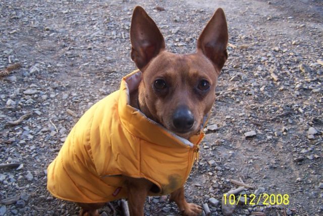 Dôležité upozornenie na intoxikáciu psov (Praha-západ)