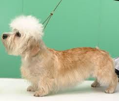 Dandie Dinmont teriér