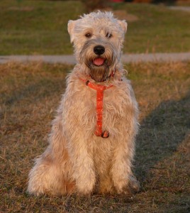 Irish soft coated wheaten terrier
