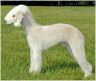 Bedlington teriér