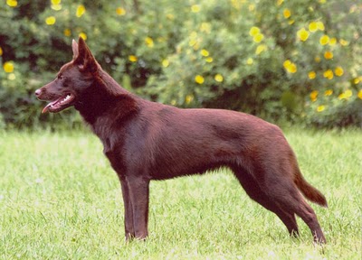 Austrálska kelpie