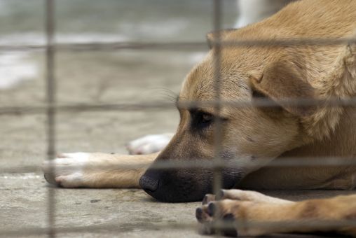 Problematika útulkov v ČR