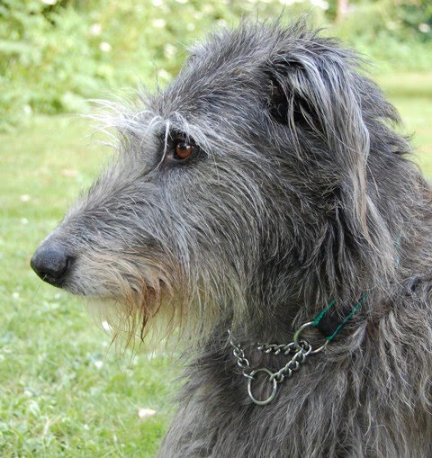 deerhound