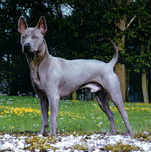 Thajský ridgeback