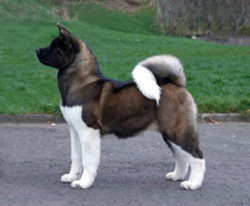 Americká akita