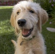 Tráviaci neohrozujú iba vtáky