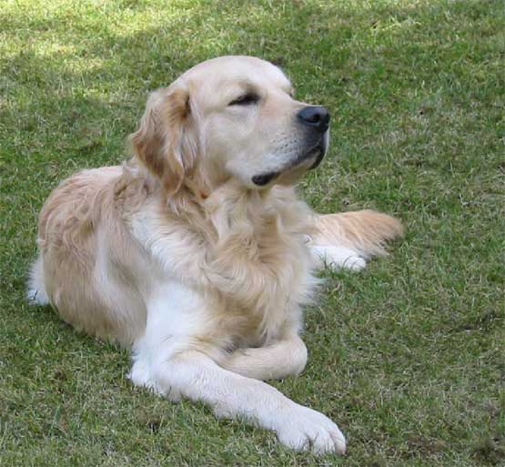 Kmeňové bunky vo veterinárnej medicíne