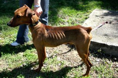 Podporte boj proti týraniu psov na slovenskom