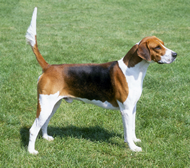 anglický foxhound