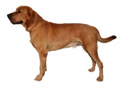 Dánska doga