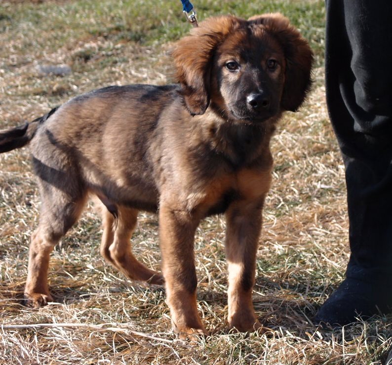 Šteniatka hľadajú nové pánov